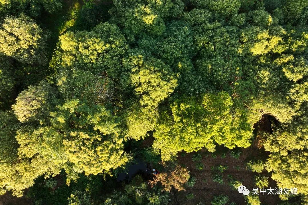 秋风起，桂花窑上醉！