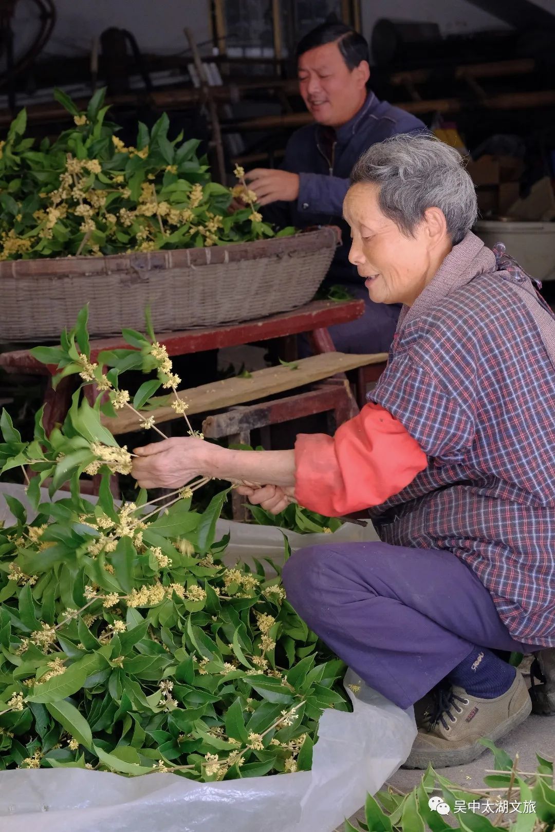 秋风起，桂花窑上醉！