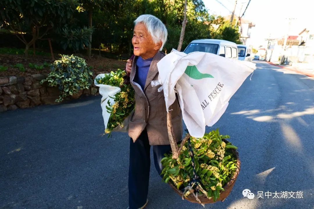 秋风起，桂花窑上醉！