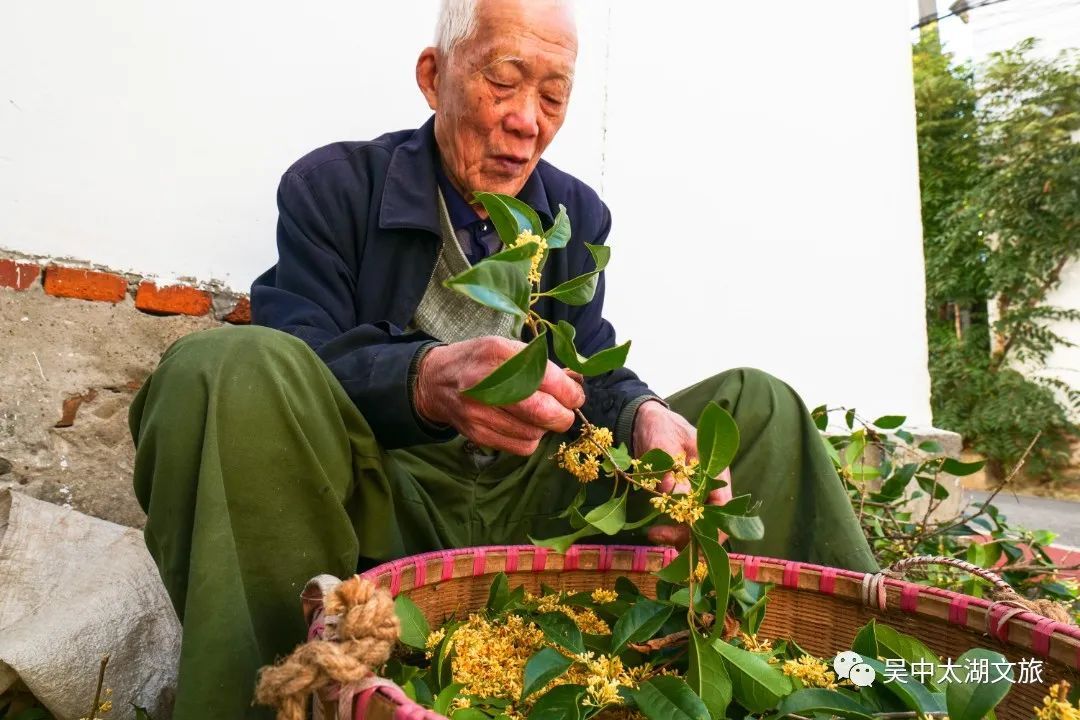 秋风起，桂花窑上醉！