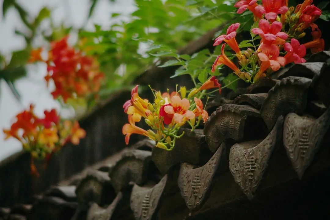 古村古韵丨安逸静谧，这里最不缺风景！