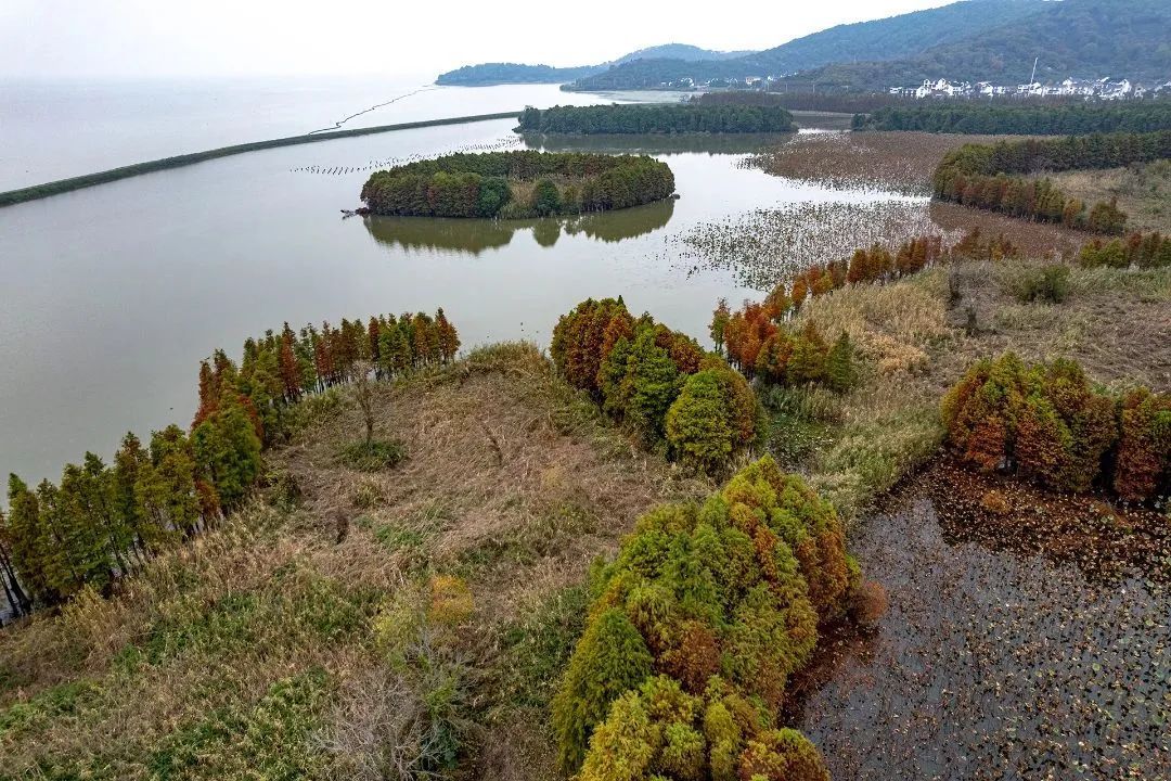 水映长滩生态湿地：杉林红似火