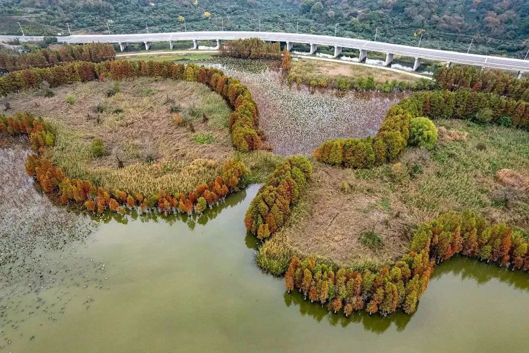 水映长滩生态湿地：杉林红似火