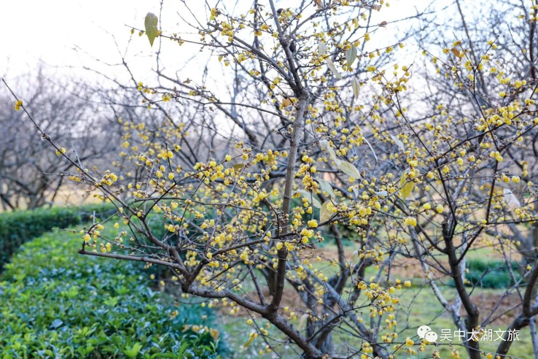 冬日打卡计划：暗香浮动，看一场蜡梅花开