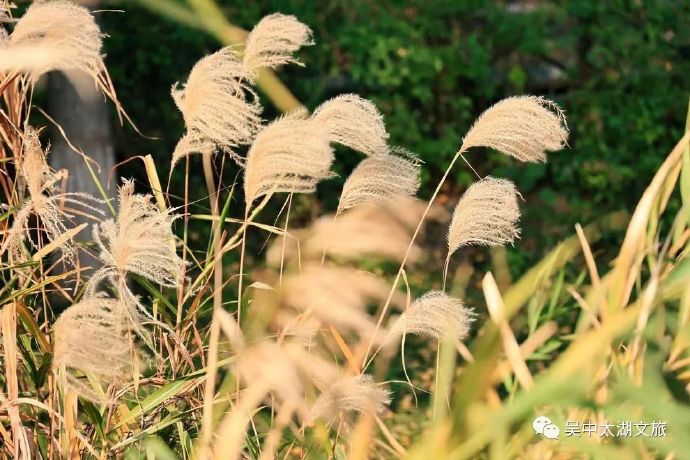 去太湖畔，看风吹芦苇冬意浓