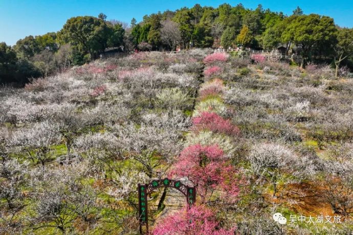 线路推荐：香雪海→司徒庙→渔洋山→林屋梅海