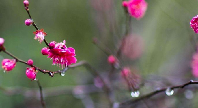 烟雨吴中，宜细嗅梅花淡香