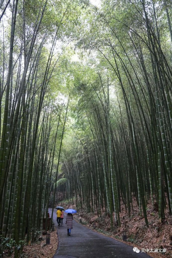 藏在竹林里的“网红茶苑”——挹翠轩