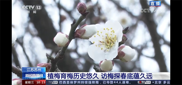 香飘央视 醉美雪海