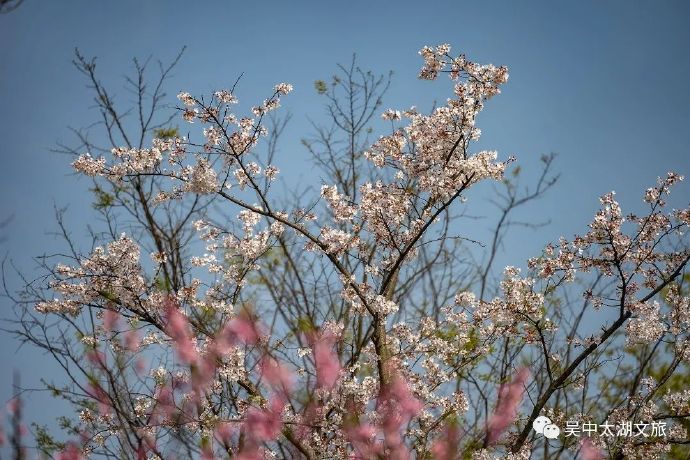 雨花胜境满园春色，正是赏花好时节