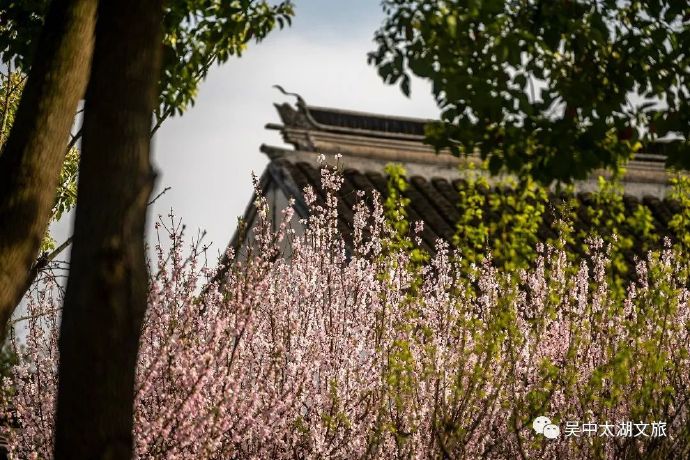 雨花胜境满园春色，正是赏花好时节