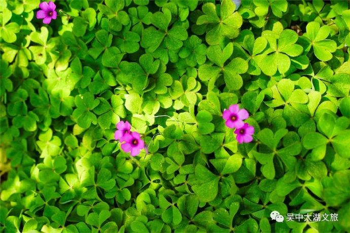 雨花胜境满园春色，正是赏花好时节