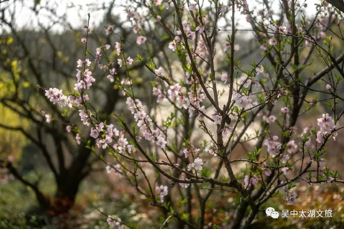 雨花胜境满园春色，正是赏花好时节