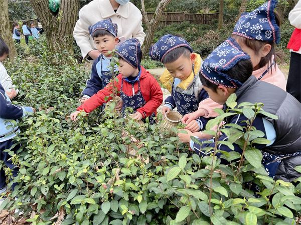 雨花胜境开展非遗采茶研学志愿活动