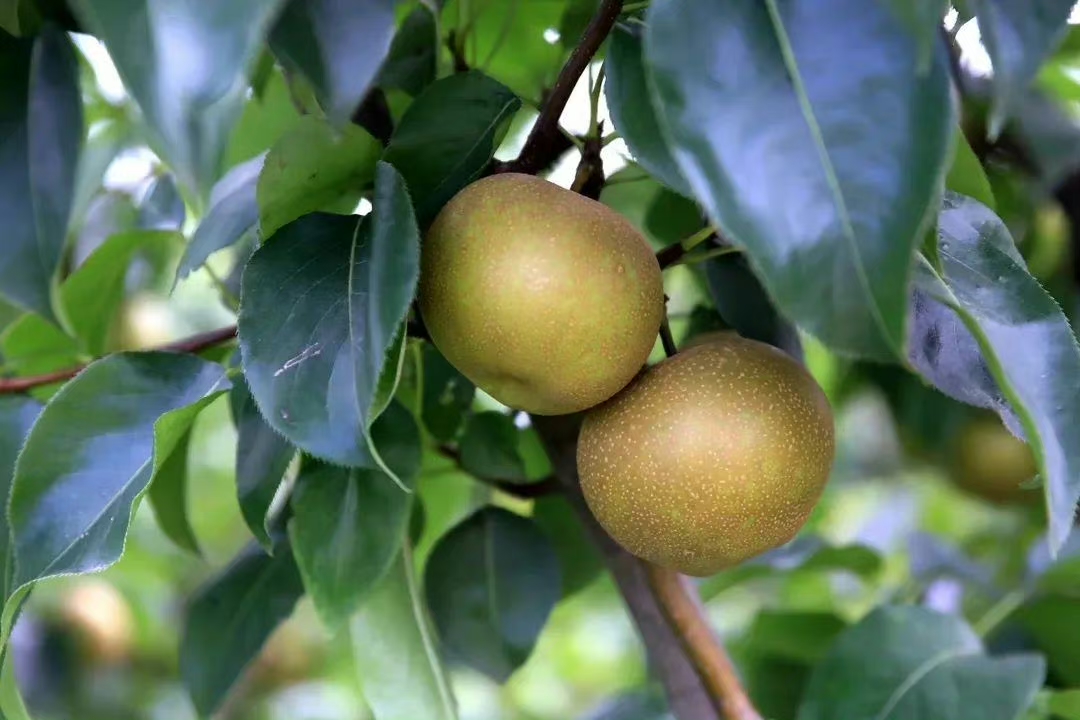 夏季瓜果甜蜜采摘