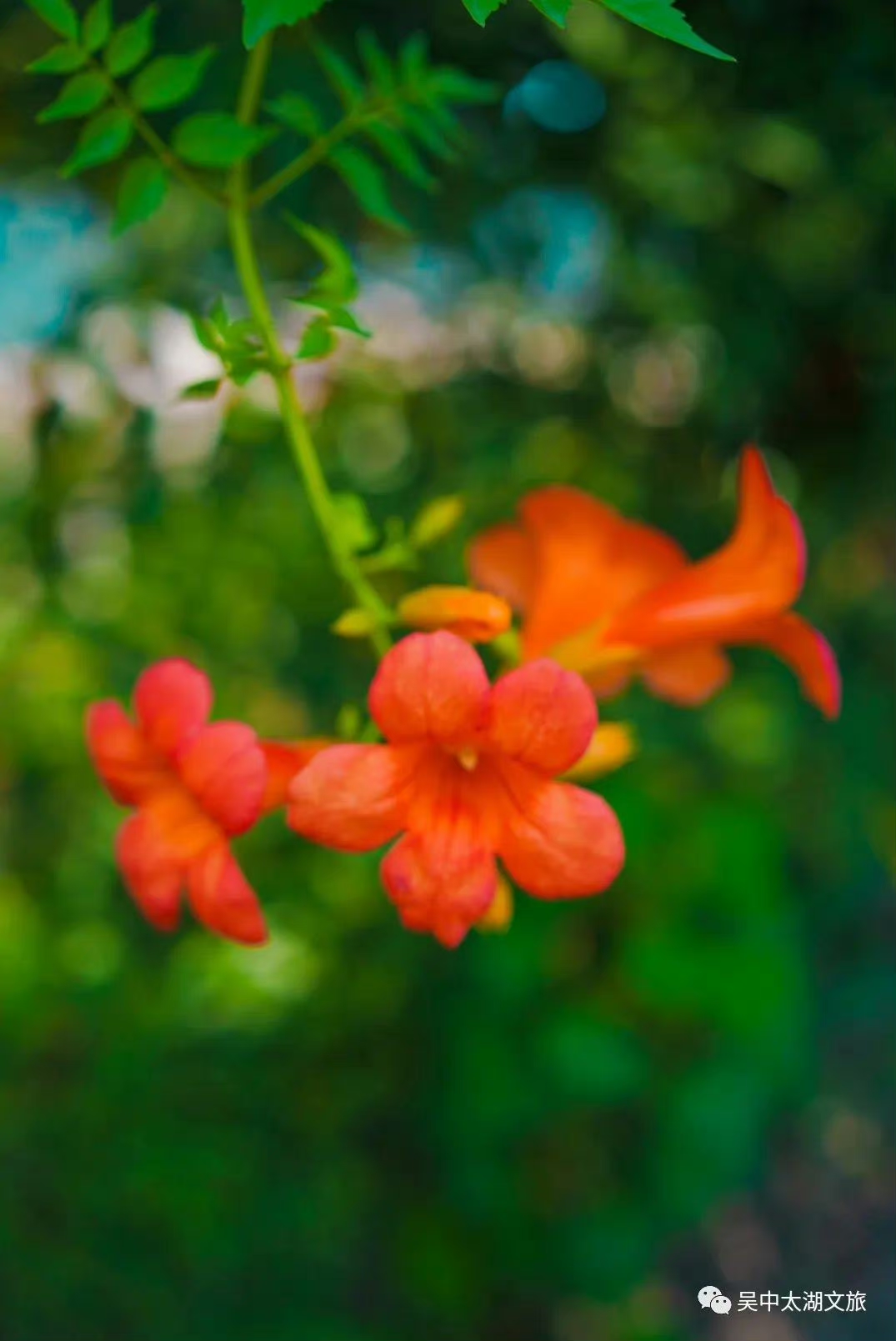 吴中夏天的味道：花香味