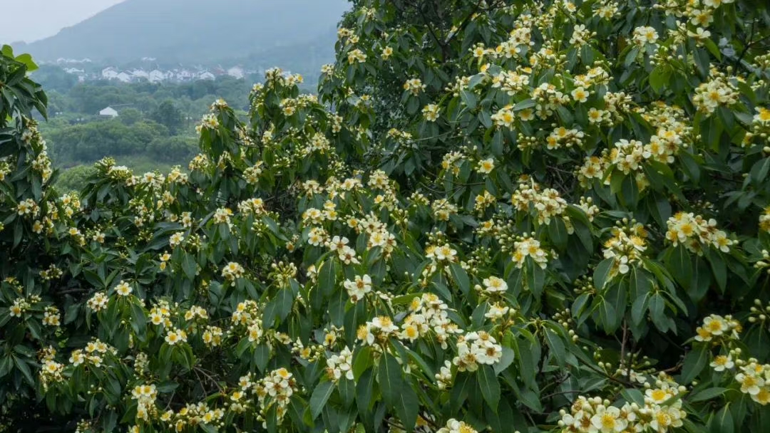 朵朵“荷花”树上开，光福六月也烂漫