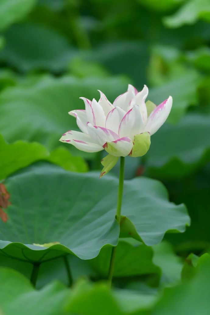 水八仙生态文化园荷花佳期已到