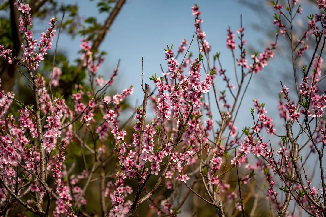 春暖花开，等你来！