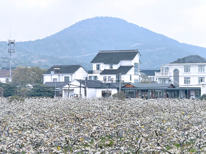 在西山岛，有一种春光，叫梨花开~