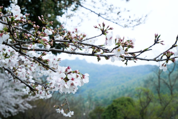 穹窿山景区早樱进入盛花期