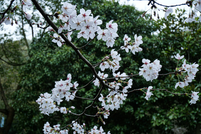 穹窿山景区早樱进入盛花期