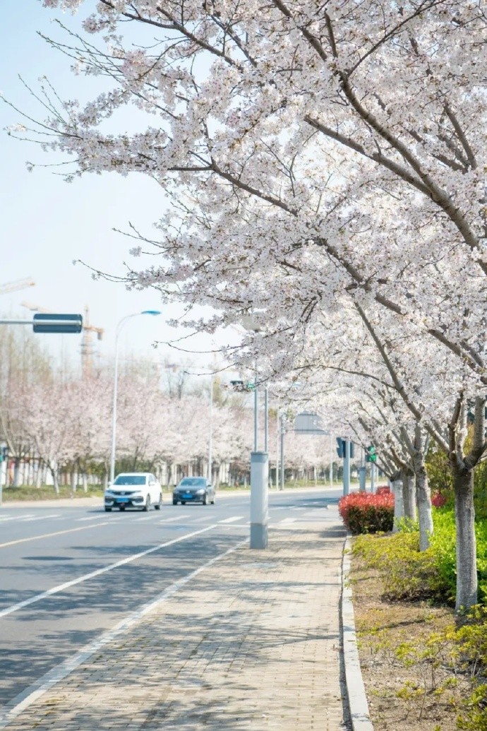 这里满路樱花开，路过就是一种幸福