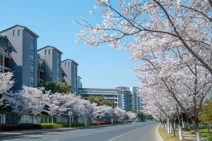 这里满路樱花开，路过就是一种幸福