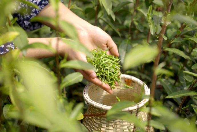 最美四月天，茶山翠绿意无穷