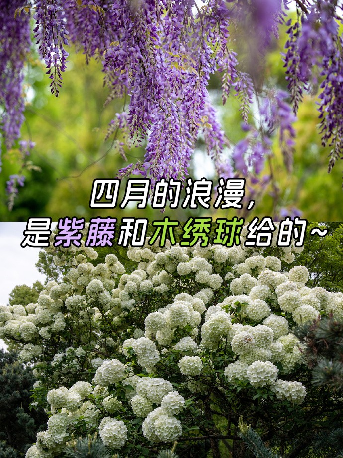 花开正浪漫，再不来要错过花期了~