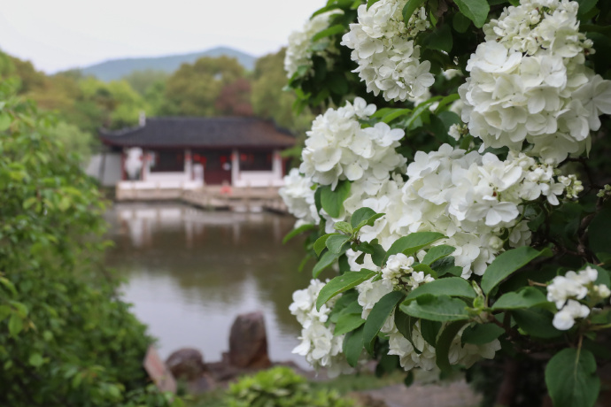 花开正浪漫，再不来要错过花期了~