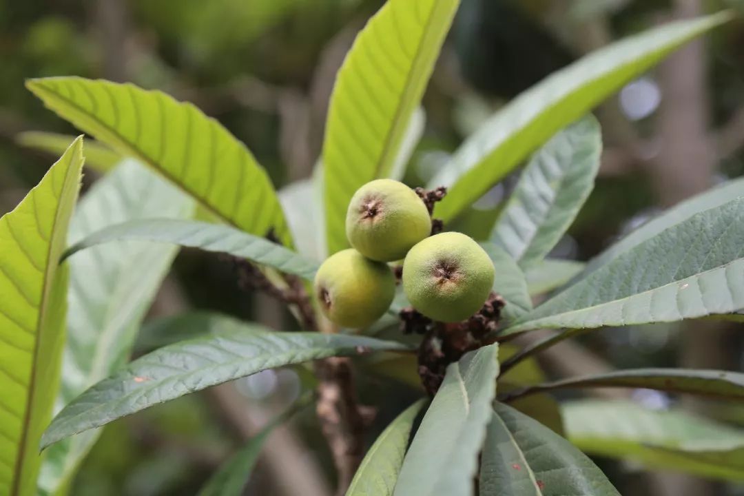 青种枇杷最新长势来啦~