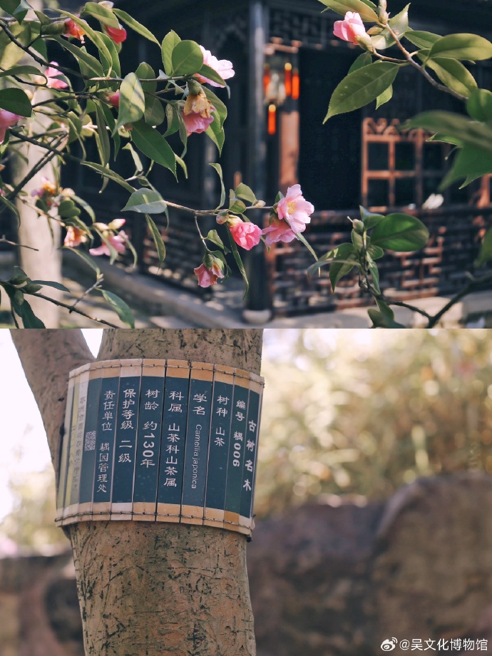 古树日记|演过《红楼梦》的美人茶~