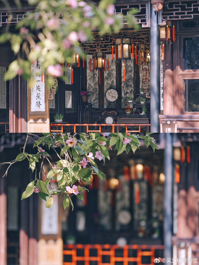 古树日记|演过《红楼梦》的美人茶~