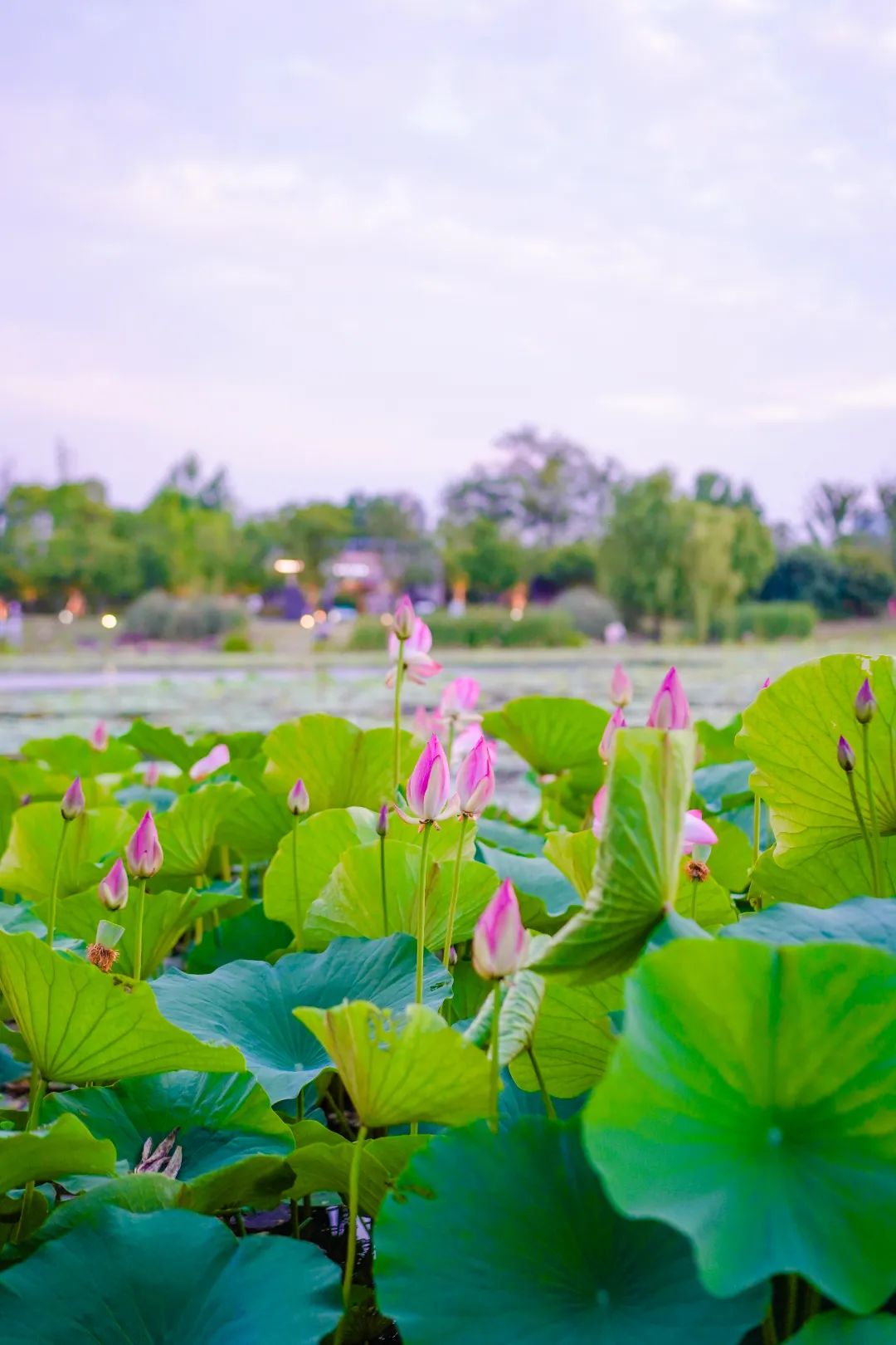 花开正绚烂！快来get吴中五彩斑斓的夏天！