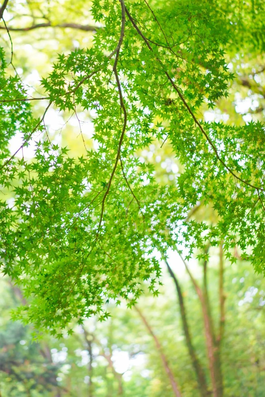 这些夏日『森系秘境』，清凉又出片！