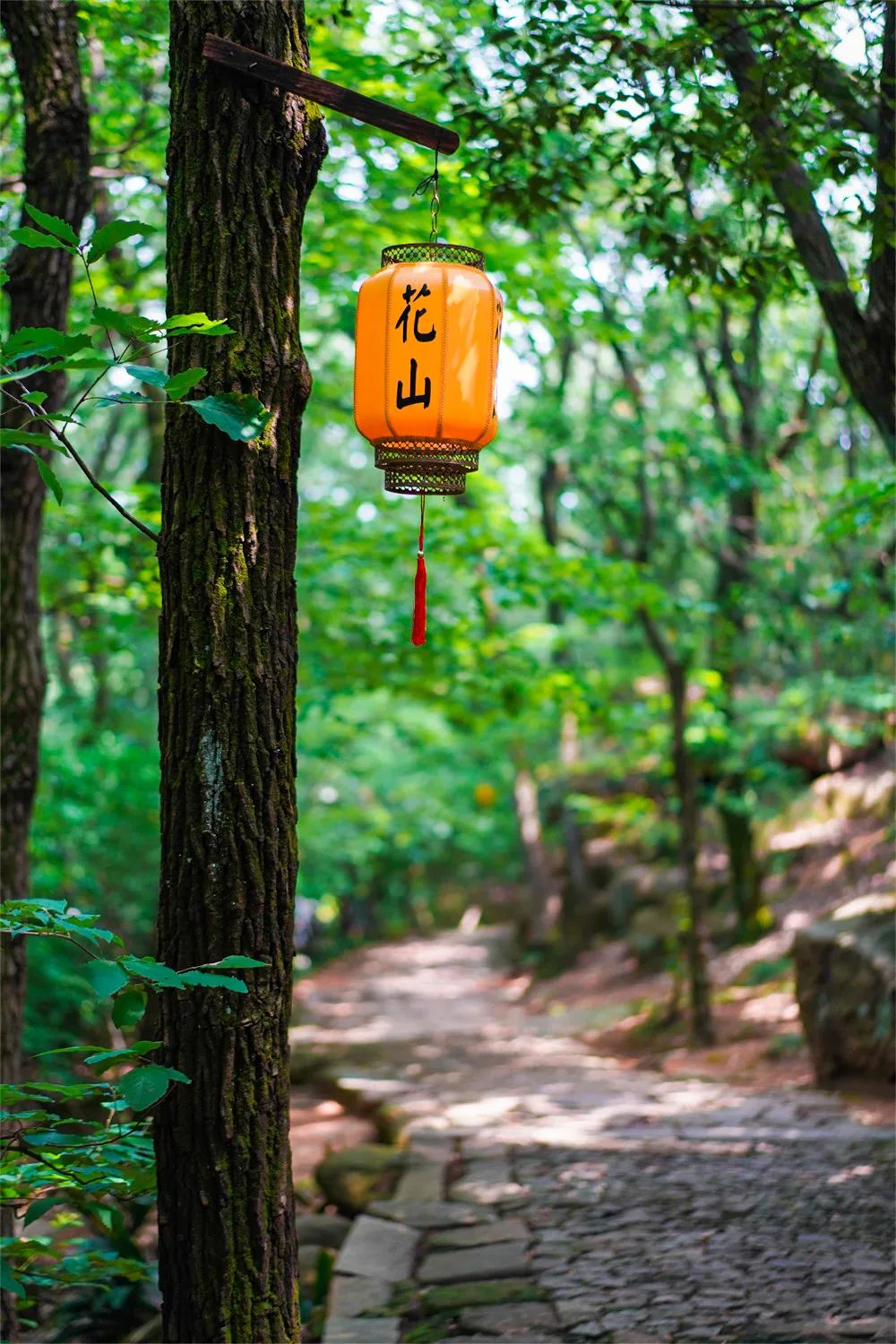 这些夏日『森系秘境』，清凉又出片！