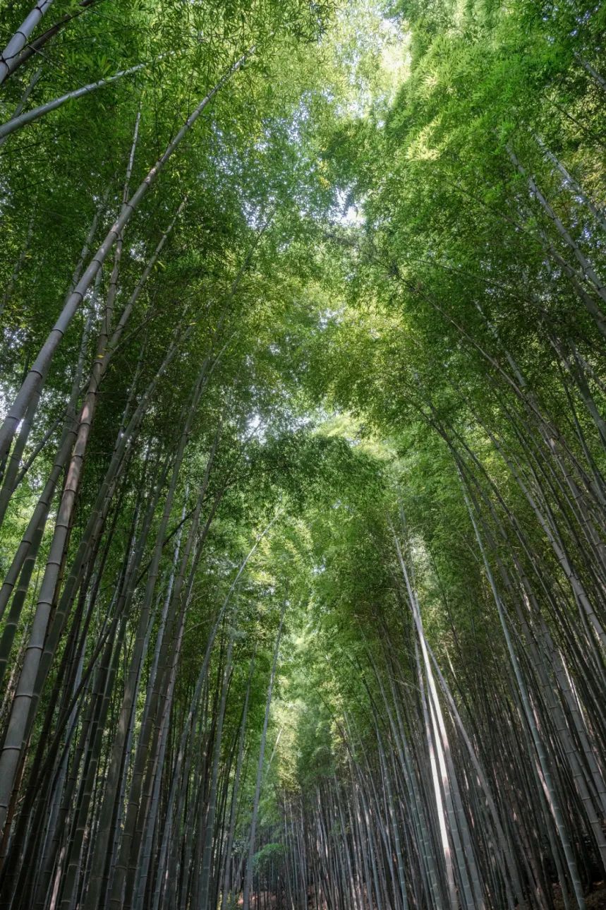 这些夏日『森系秘境』，清凉又出片！