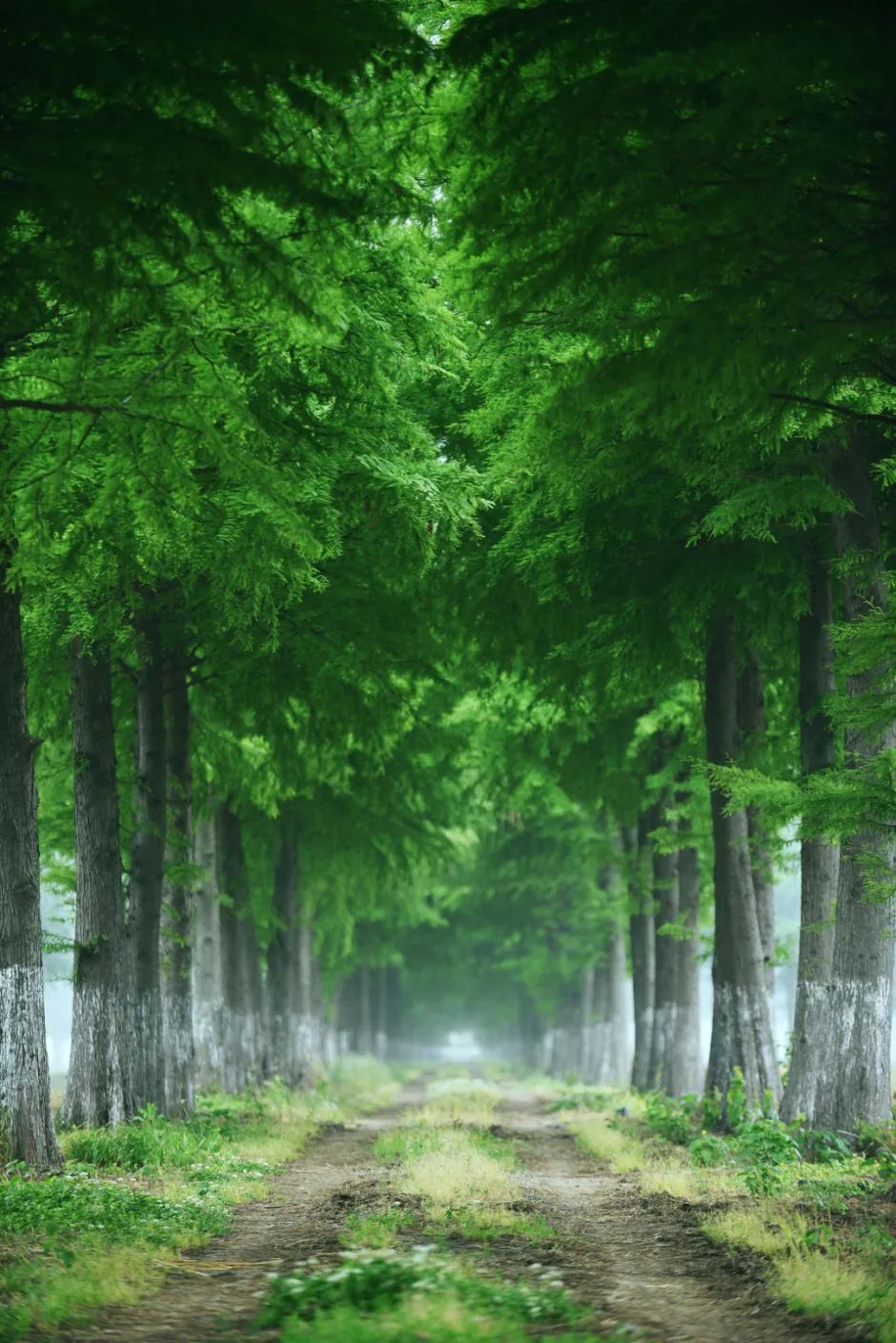 这些夏日『森系秘境』，清凉又出片！