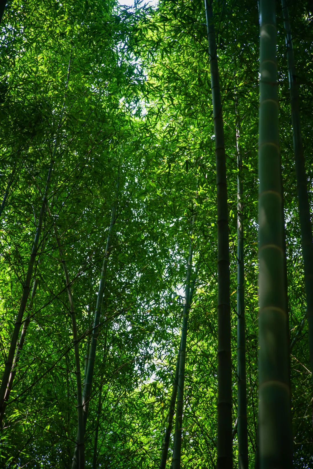 这些夏日『森系秘境』，清凉又出片！