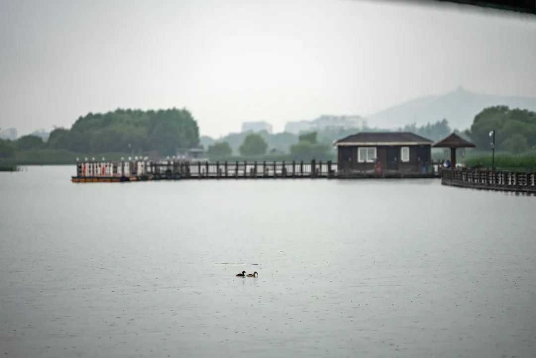 盛夏七月，来这片湿地清凉一“夏”