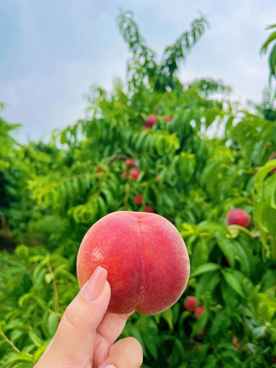 西山岛水果甜蜜出击，“硬控”你一整个夏天！