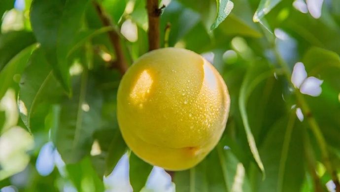 解暑又解馋！夏天好胃口，全靠有它们！