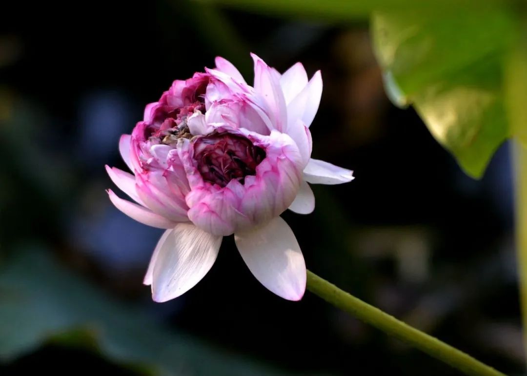 竟有千瓣莲花？就在吴中这里……