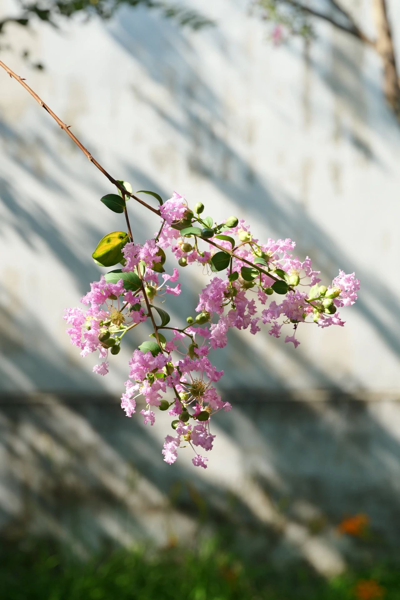 紫薇花开，来西山岛邂逅姹紫嫣红的浪漫→