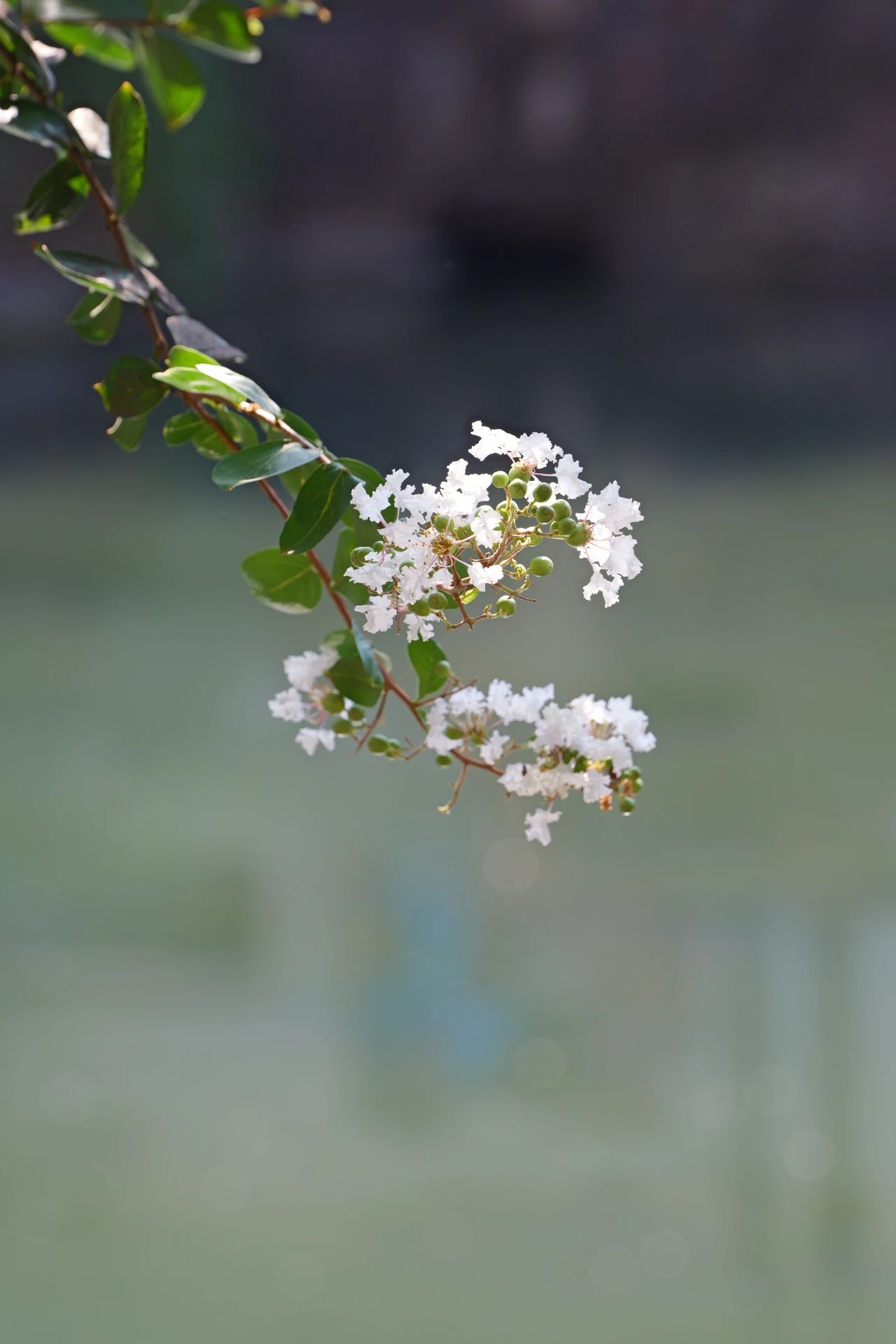 紫薇花开，来西山岛邂逅姹紫嫣红的浪漫→