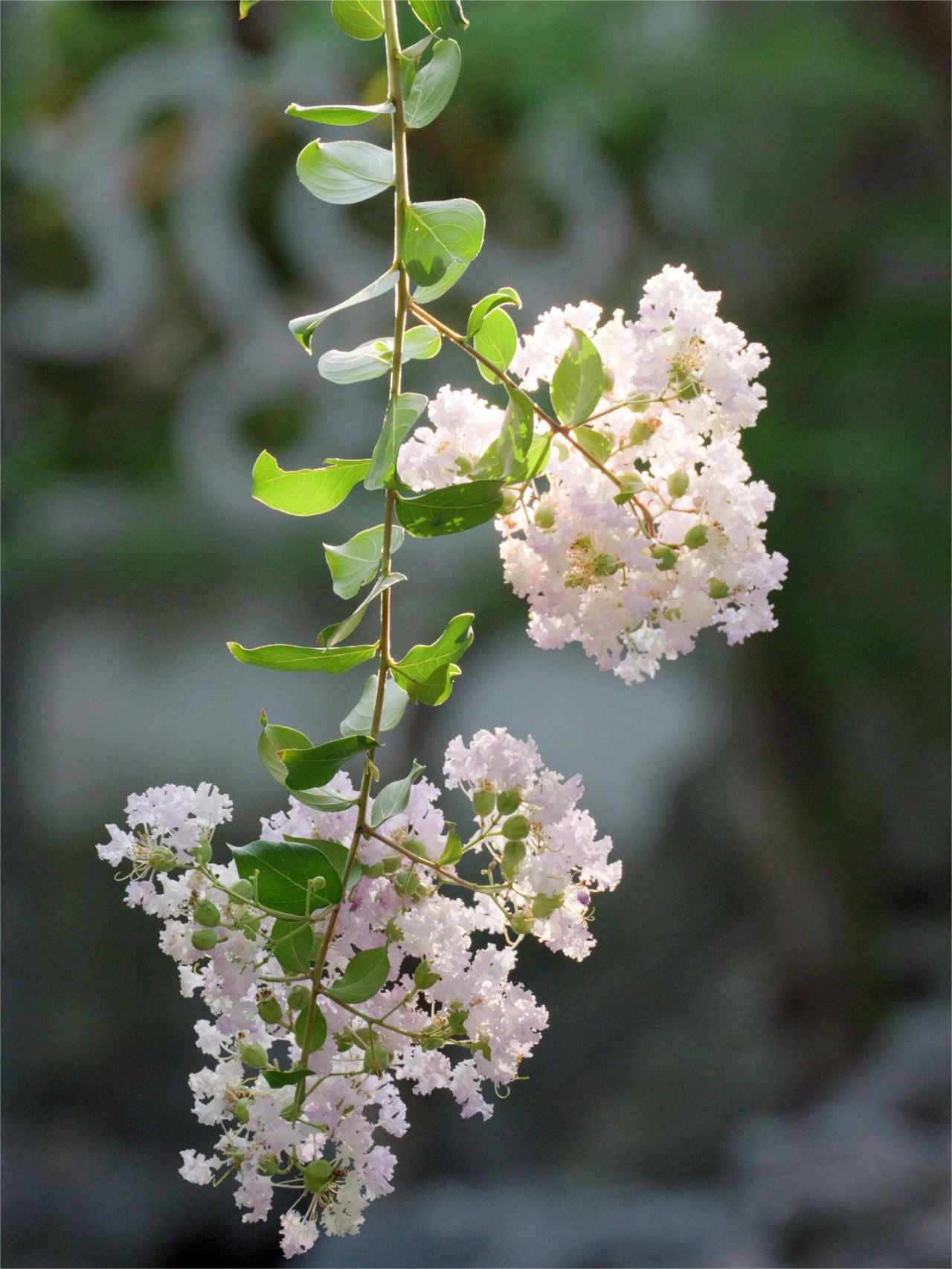 紫薇花开，来西山岛邂逅姹紫嫣红的浪漫→