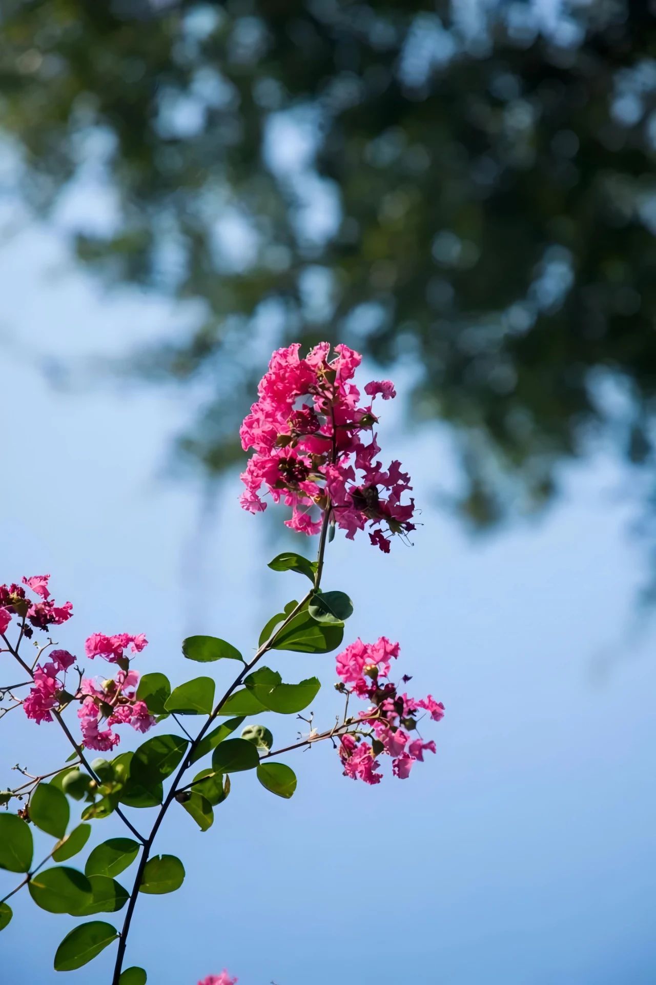 紫薇花开，来西山岛邂逅姹紫嫣红的浪漫→