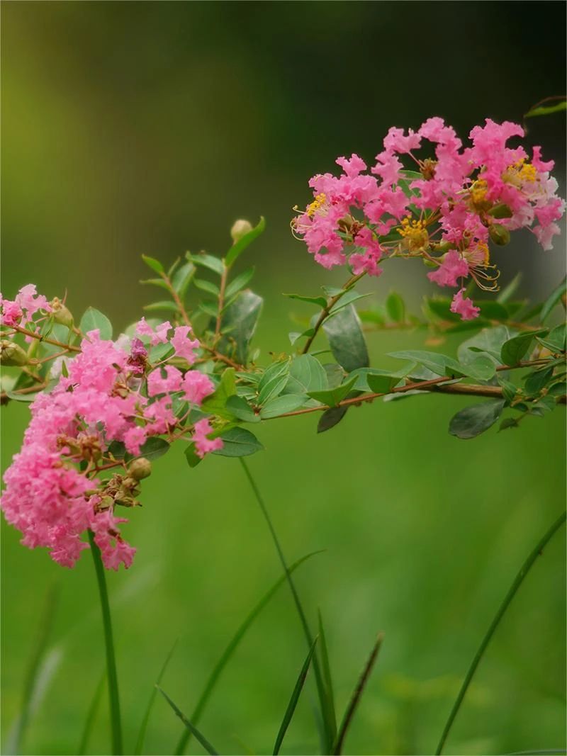 紫薇花开，来西山岛邂逅姹紫嫣红的浪漫→