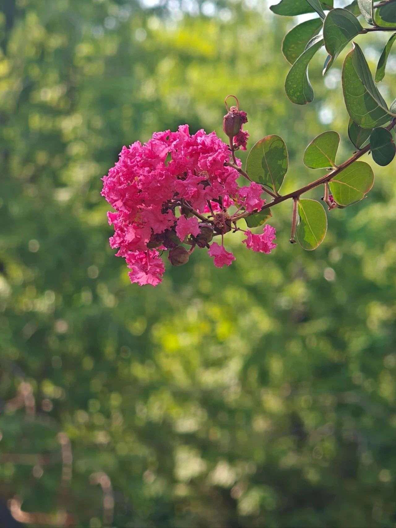 紫薇花开，来西山岛邂逅姹紫嫣红的浪漫→